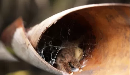 Tarantula Nest, Amazon