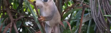 Squirrel Monkey in the Amazon
