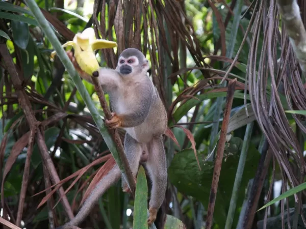Squirrel Monkey in the Amazon