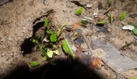 Leaf Cutter Ants, Amazon