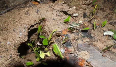 Leaf Cutter Ants, Amazon