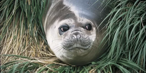 Seal relaxing on shore