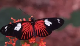 Butterfly, Amazon