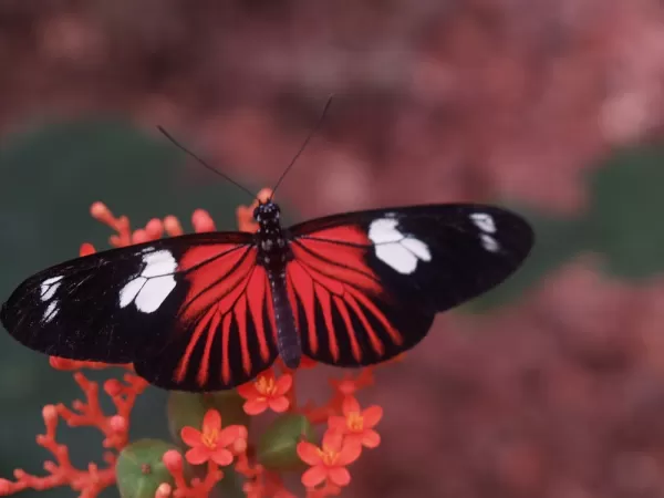 Butterfly, Amazon