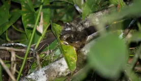 Small Anaconda, Amazon