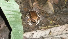 Tree Frog in the Amazon