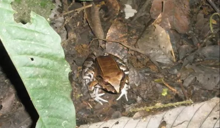 Tree Frog in the Amazon