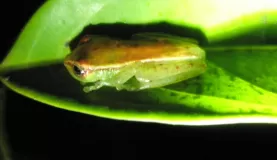 Poisonous Tree Frog, Amazon