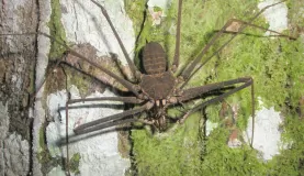 Scorpion Spider in the Amazon