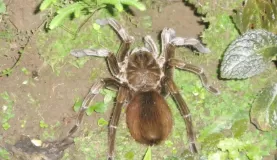 Tarantula, Amazon