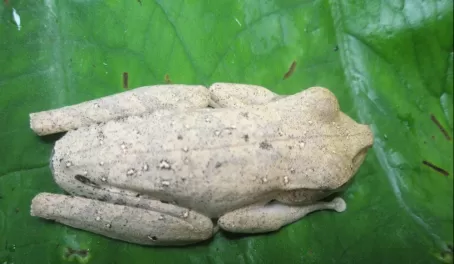 Tree Frog, Amazon