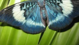 Butterfly in the Amazon