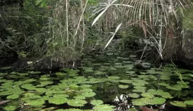 Peaceful Lilly Pads, Amazon