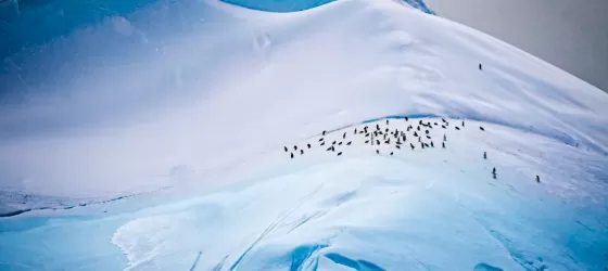 Antarctica Wildlife and Photography Expedition