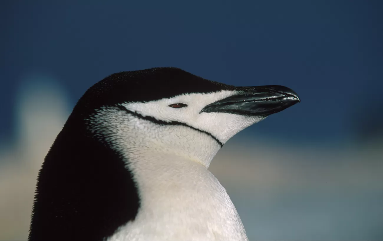 A contemplative Chinstrap penguin