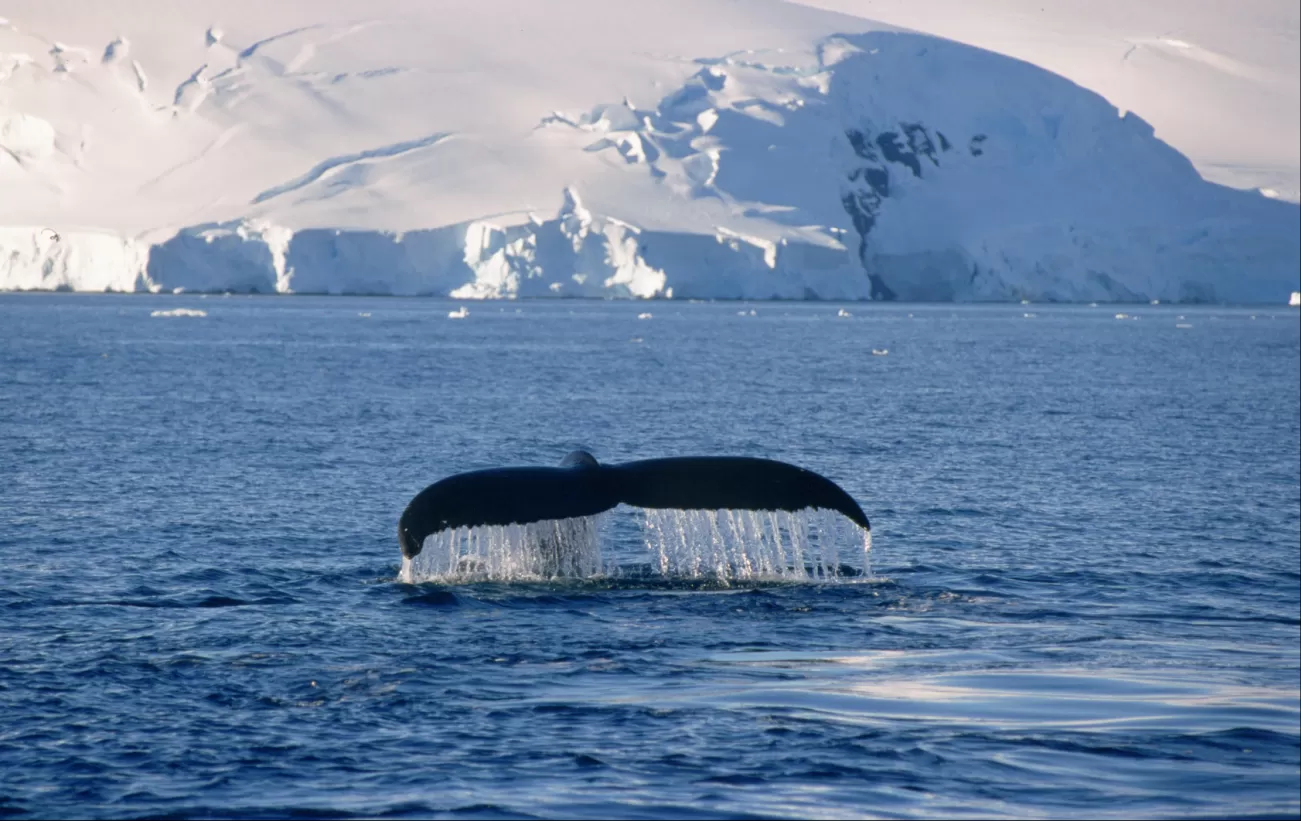 Antarctic Marine Ecosystems- Whales, Fish, Krill & Penguins