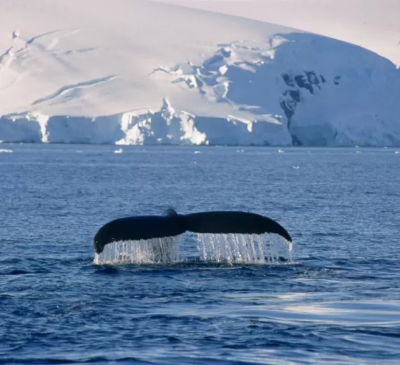 A humpback whale lifts its fluke 