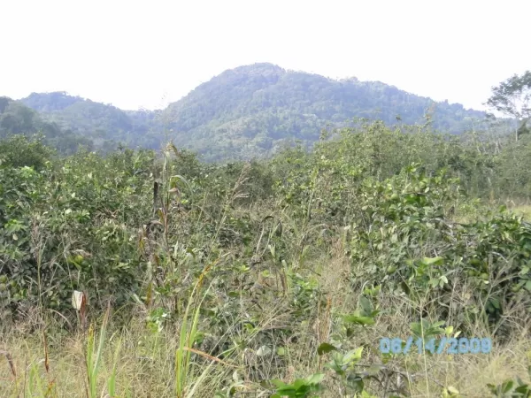 Mountain Pine Ride Cayo District Belize