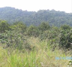 Hiking through Belize jungles near the Maya Mountains