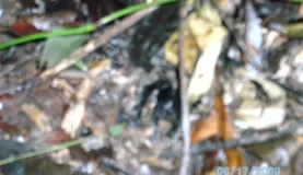 Taranchula in Belize during Jaguar Preserve Jungle hike