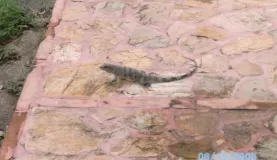 Lizard in Belize outside our room