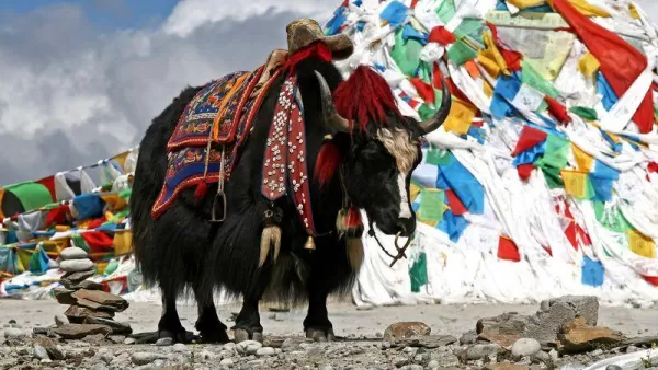 Bhutan's Yak
