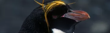 Macaroni penguin close up