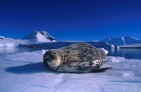 A young seal warms itself on the ice