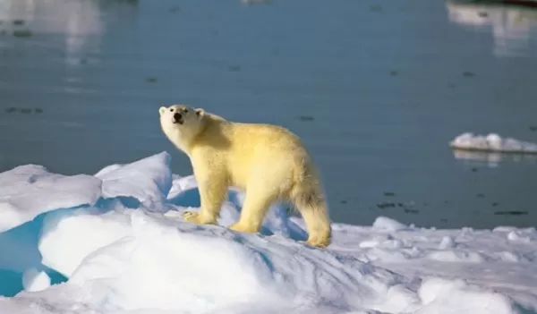 Encounter polar bears