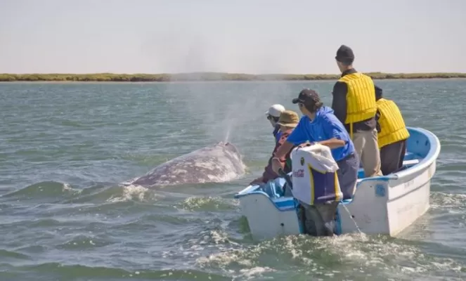 Viewing a gray whale 