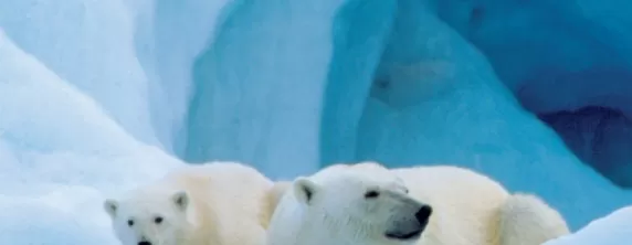 A mother polar bear and her cub relax on the ice