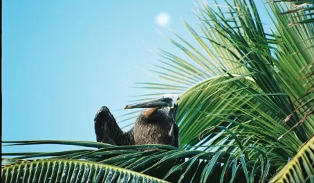 A pelican rests in a palm tree
