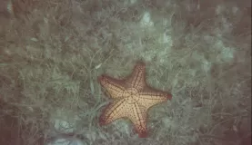Snorkeling in Belize