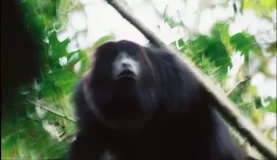 Monkey in the trees