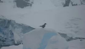 Antarctica tern