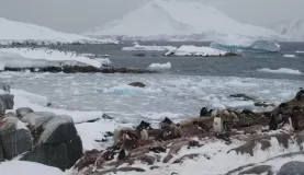 Lovely Antarctica