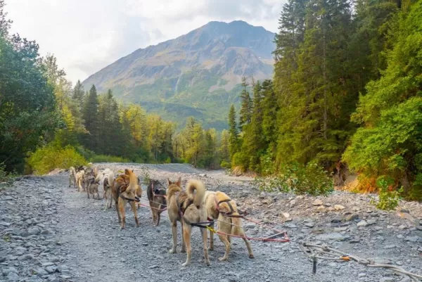Alaskan Dog Sledding