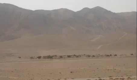 Camel train crossing Syrian desert