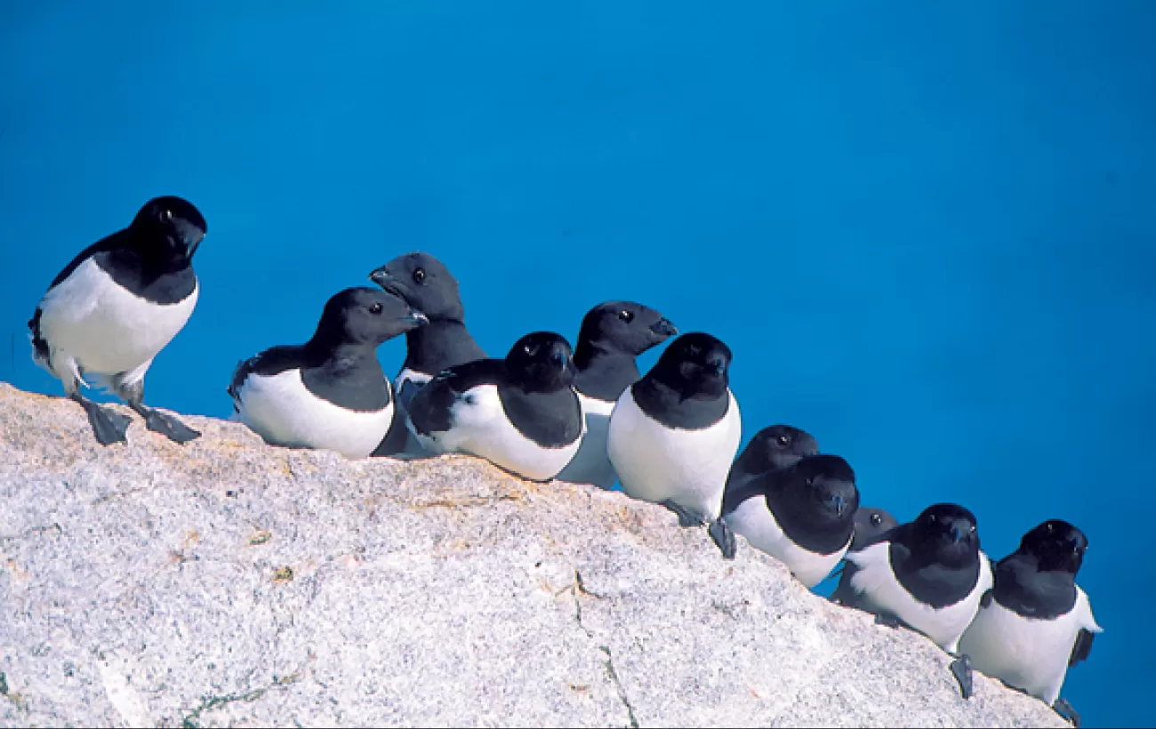 Little Auks