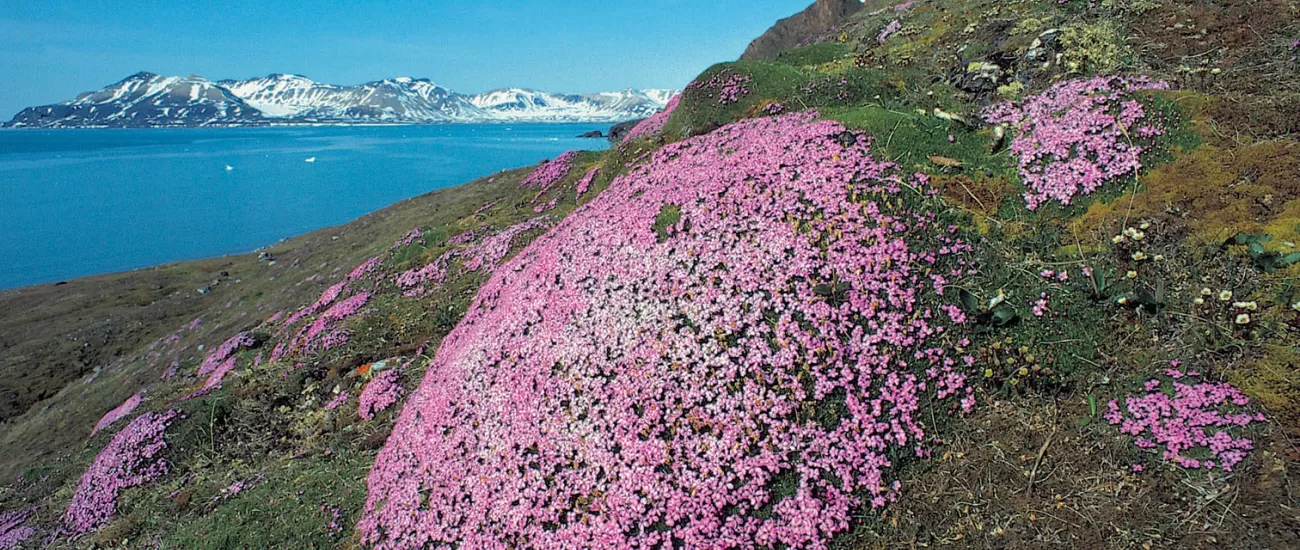 Purple Saxifrage on a Arctic hillside
