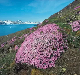 Purple Saxifrage on a Arctic hillside