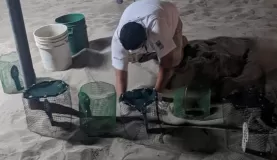 Sea Turtles Hatching Nuevo Vallarta