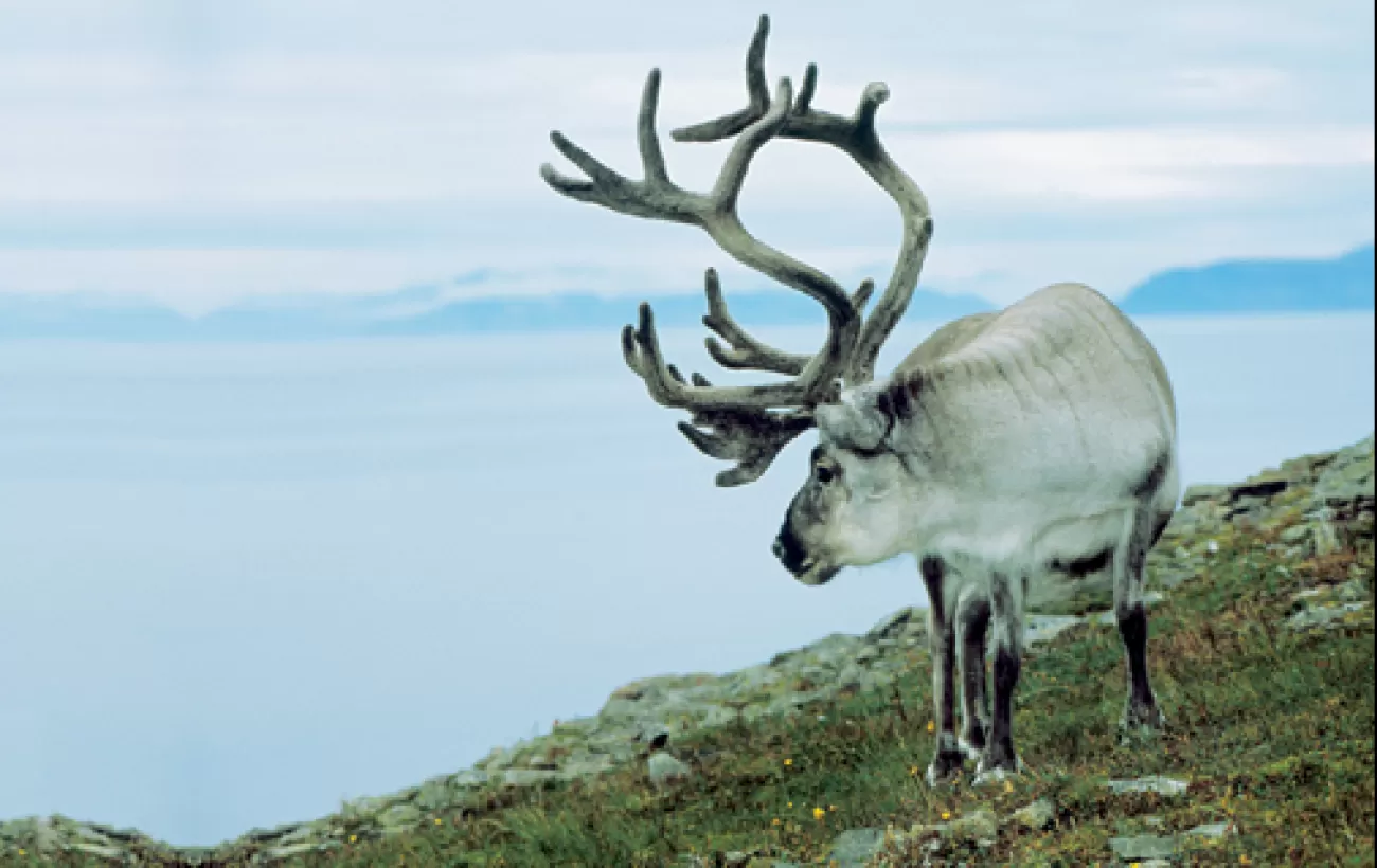 A lone reindeer searches for its herd