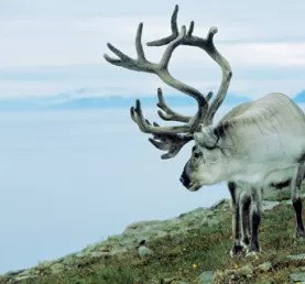 A lone reindeer searches for its herd
