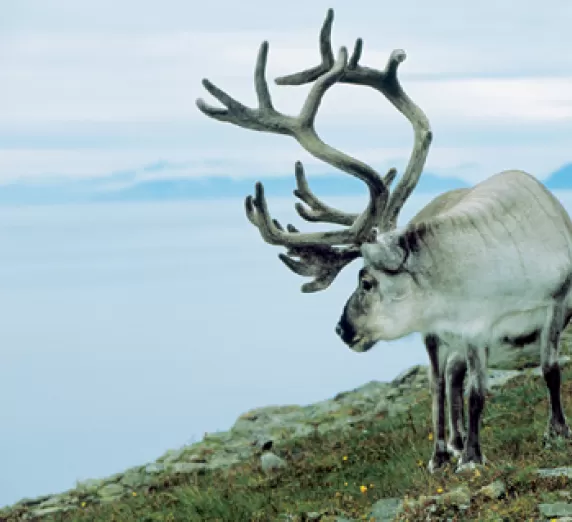 A lone reindeer searches for its herd