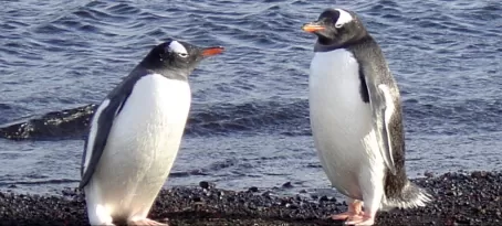 gentoo penguins