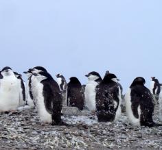 Chinstrap Penguins