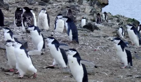 A group of penguins