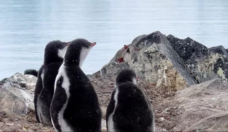 Penguins everywhere
