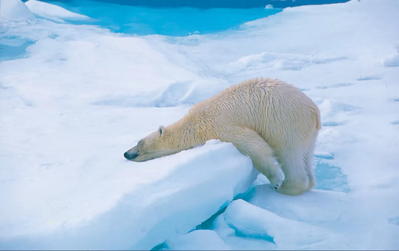 A polar bear takes a wintery nap